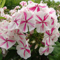 Twister Phlox Seeds - 50 Perennial Flower Seeds, Butterfly Attracting, Phlox paniculata, US Seller