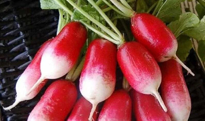 French Breakfast Radish Seeds - 100+ Count - Raphanus sativus - Heirloom Vegetable Garden Seeds for Home Growing