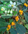 Twoleaf Nightshade Seeds - 100+ Organic Seeds, Rare Variety, Solanum diphyllum, Harvested 10/2024