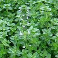 Common Thyme Seeds 1000+ Herb Groundcover Perennial, German Winter Variety, Free Shipping, Thymus vulgaris