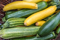 Zucchini Seeds Mixture - Fresh Squash Seed Varieties for Planting - Cucurbita pepo