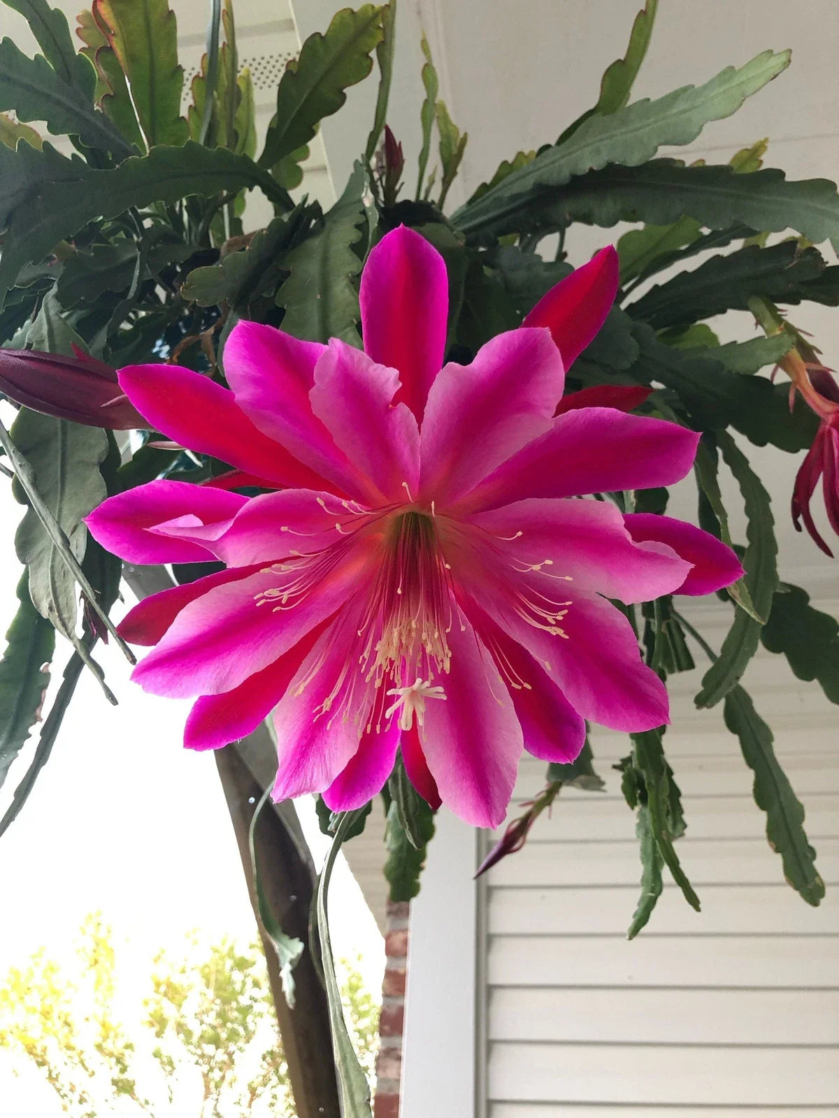 Epiphyllum Cuttings - Mystery Color - Cactus Succulent - US Seller