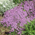 Dwarf Creeping Thyme Seeds, Thymus Serpyllum, Ground Cover, Low Maintenance, Perennial Herb, Aromatic Garden Plant
