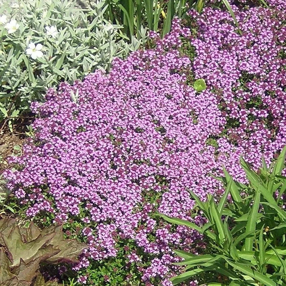 Dwarf Creeping Thyme Seeds, Thymus Serpyllum, Ground Cover, Low Maintenance, Perennial Herb, Aromatic Garden Plant