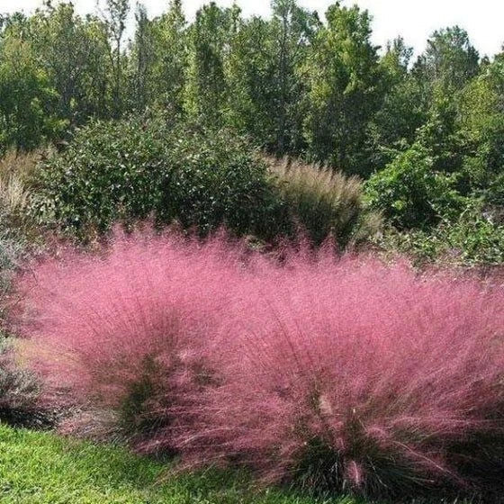 Pink Muhly Grass 4" Pot Rose Muhly (Muhlenbergia capillaris) Ornamental Grass with Pinkish-Red Blooms, Drought-Tolerant Plant