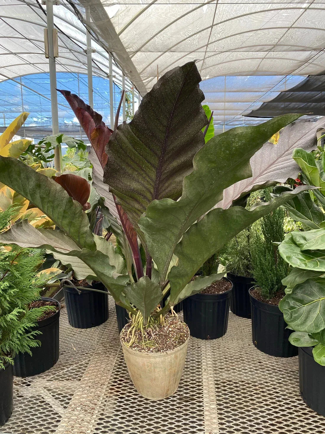 Anthurium Starter Plant - Small Well-Rooted Big Red Bird - Anthurium sect. Pachyneurium