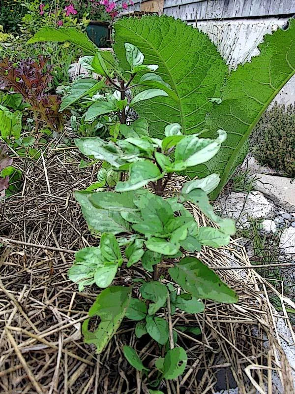 Thai Basil Seeds - 100 Pack - Gourmet Culinary Herb - Ocimum basilicum 'Thai'