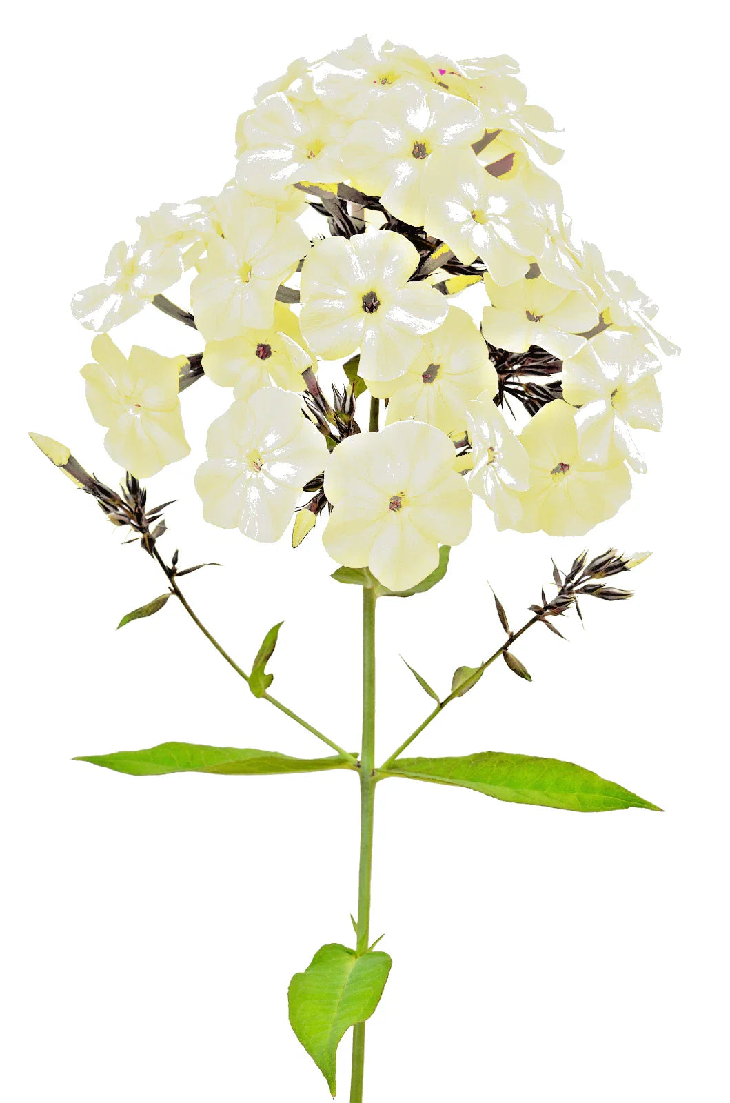 Phlox Flower Seeds, 200+ Count, Yellow, Easy to Grow Annual/Perennial Ground Cover, Phlox spp.