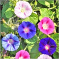 Morning Glory Flower Seeds Mix - 70+ Wildflower Climbing Vine Seeds for Container Gardening - Ipomoea spp.