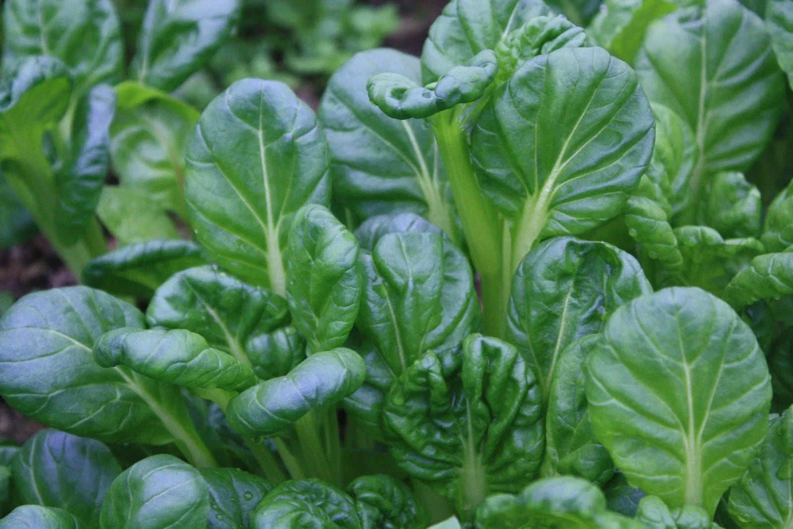 Tatsoi Seeds - 200+ Pack - Chinese Mustard Spinach - Brassica rapa var. narinosa