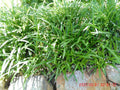 Monkey Grass Plants - 25 Pcs Bare Root Liriope Muscari - Ground Cover Perennial for Garden Landscaping