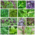 250 Cinnamon Basil Seeds Collection, NON-GMO Heirloom, Organic Basil (Ocimum basilicum)