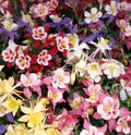 Dwarf Columbine Mix Seeds 200+ Perennial Flower Mixed Colors Aquilegia spp.