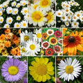 Daisy Crazy Flower Mix - 1000 Non-GMO Seeds, 10 Varieties, Painted Shasta & More - Ideal for Colorful Gardens