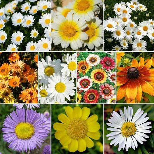 Daisy Crazy Flower Mix - 1000 Non-GMO Seeds, 10 Varieties, Painted Shasta & More - Ideal for Colorful Gardens