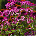 Pink Coneflower Seeds - 200+ Count - Rudbeckia - Garden Planting - USA