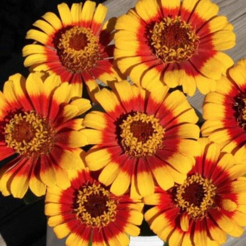 Zinnia Seeds - 25 Organic Sombrero Seeds - USA Grown - Colorful Garden Flowers - Zinnia elegans