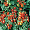 Juliet Tomato Seeds F1 Hybrid | Non-GMO | Heirloom Variety | Lycopersicon esculentum | Seed Store