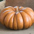 Musque De Province Pumpkin Seeds - Heirloom Big Winter Squash - 10-100 Seeds - Cucurbita maxima