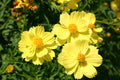 Cosmos Seeds - 90 Yellow Tall Flower Seeds - Sulpher GroCo USA - Easy to Grow Annuals for Garden