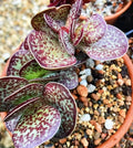 Succulent Adromischus Maculatus 1 Chocolate Drop Calico Hearts Plant, Grey-Green Oval Leaves, Purple Spots, Indoor/Outdoor, Zone 9a