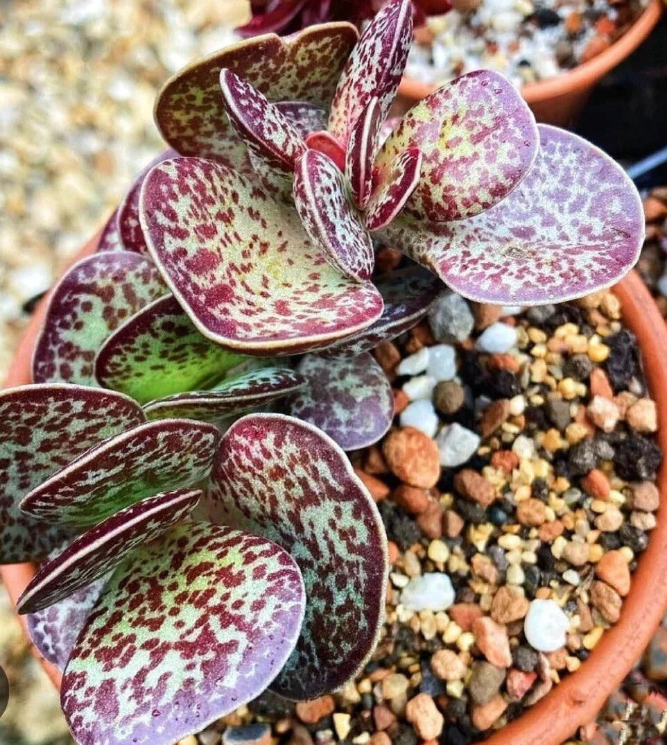 Succulent Adromischus Maculatus 1 Chocolate Drop Calico Hearts Plant, Grey-Green Oval Leaves, Purple Spots, Indoor/Outdoor, Zone 9a