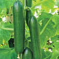 25+ Ashley Long Cucumber Seeds - Heirloom, Non-GMO, Organic - Fresh Cucumis sativus