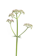 Valerian Seeds 50 Pack | Valeriana Officinalis | Perennial Medicinal Sleep Herb