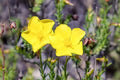 Dwarf Creeping Rock Rose Seeds - 50 Pack - Blooming Ground Cover - Fumana procumbens