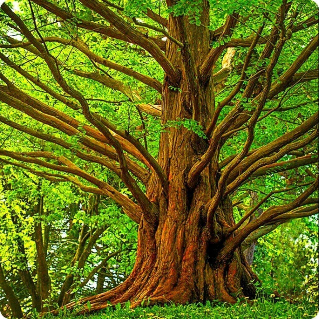 Dawn Redwood Tree Seeds - 30 Seeds - Metasequoia glyptostroboides - Sequoia Tree Seeds - Ships from USA