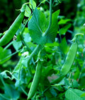 Sugar Snap Pea Seeds - 100+ Count - Heirloom Variety - Pisum sativum for Planting
