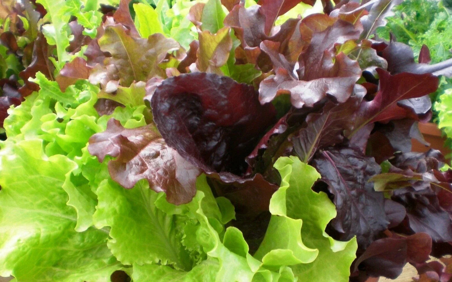 Gourmet Salad Blend Lettuce Seeds 500+ Non-GMO Vegetable Garden Seeds for Home Planting