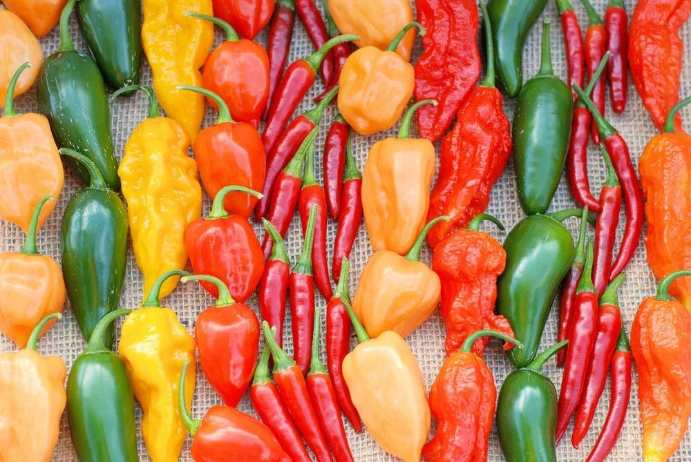 Hot Pepper Seeds Mix 1000 Seeds Multi-Color Annuum Habanero Jalapeno Serrano Cayenne Anaheim