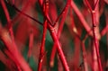 Red Dogwood Bush Cuttings - 2 Pack - Easy to Grow, No Roots - Cornus florida