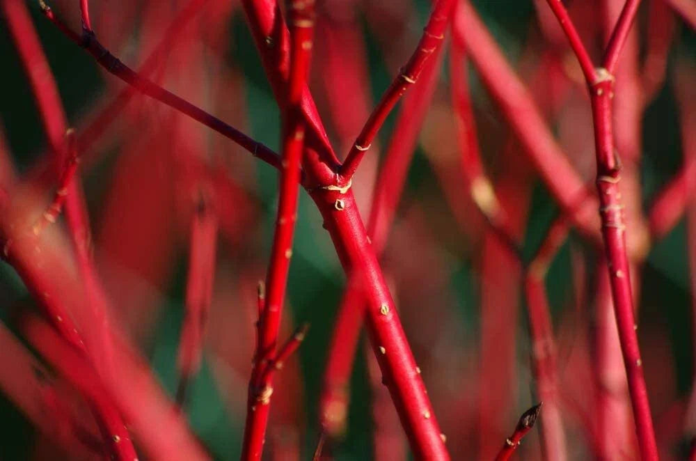 Red Dogwood Bush Cuttings - 2 Pack - Easy to Grow, No Roots - Cornus florida