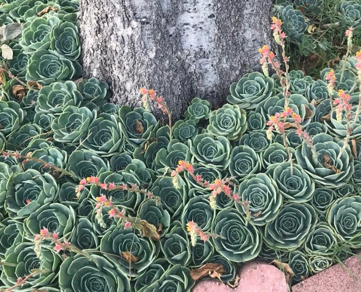 Echeveria Secunda Succulent Cuttings Pack - Lot of 5 Pieces, 3 Inch Wide, Gorgeous Variety