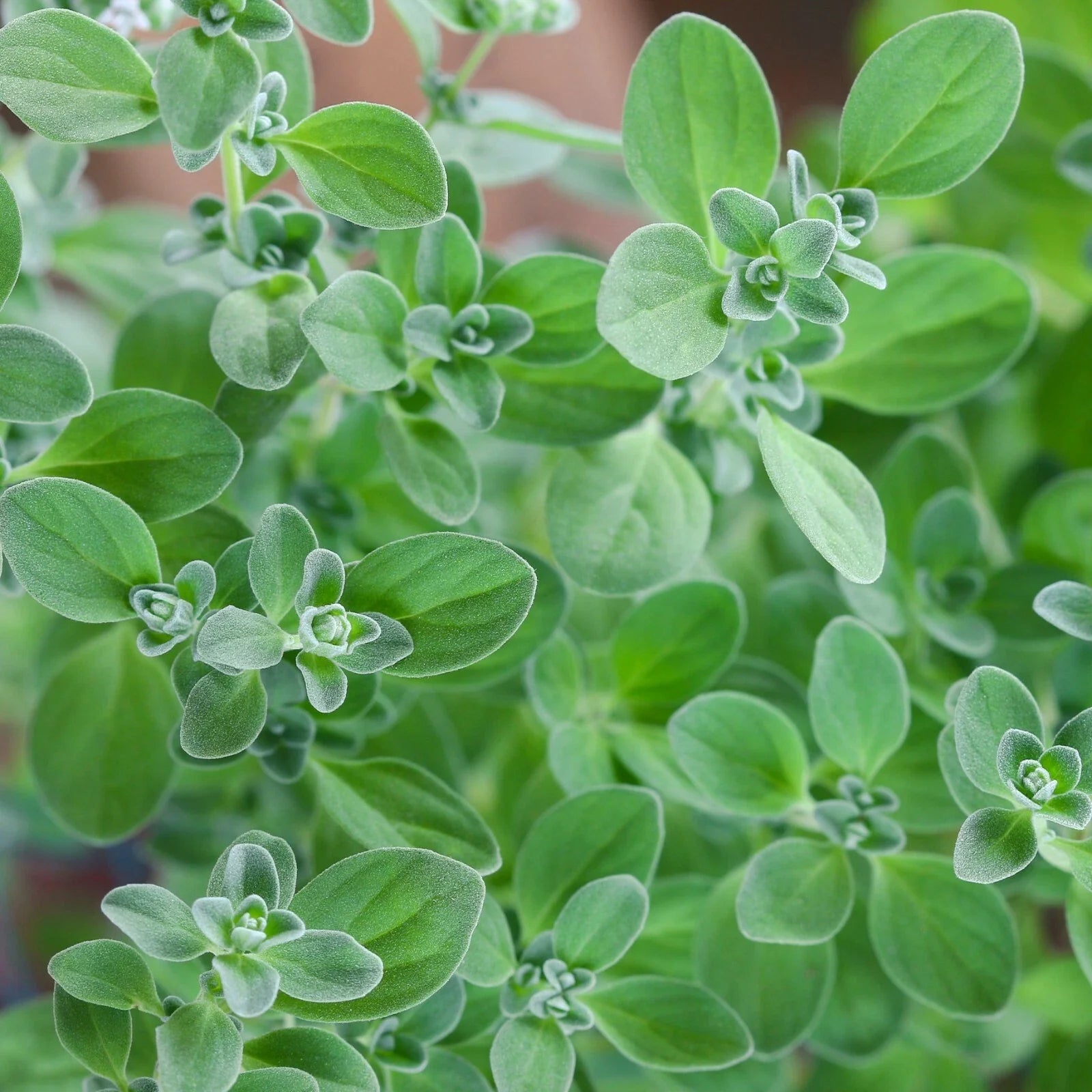 Sweet Marjoram Herb Seeds, NON-GMO, Knotted Marjoram, Majorana, Heirloom Variety, Free Shipping