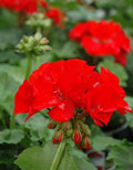 Geranium Plants 4" Pot Rocky Mountain Red Well Rooted Live Plant (Pelargonium) for Garden DIY