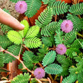 Sensitive Plant Seeds - Shameplant for 2025 Planting - Mimosa pudica - Touch-Reacting Houseplant Seeds