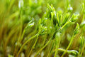 Organic Black Lentil Sprout Seeds - Non-GMO Healthy Sprouting Seeds for Home Gardening - Lens culinaris