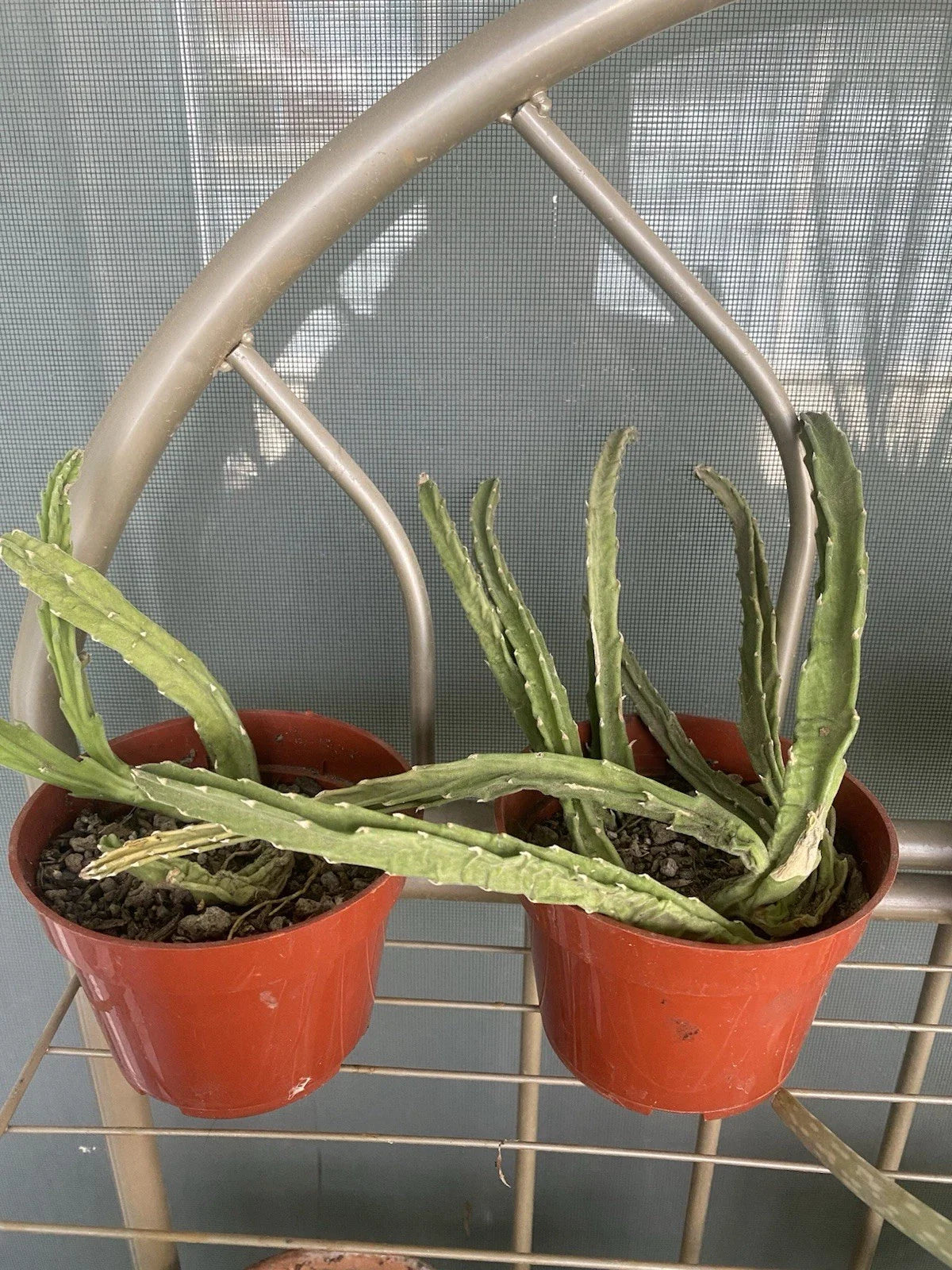 Stapelia Gigantea Live Plant 4” Pot - Starfish Plant, Drought-Resistant, Unique Flowers, Ideal for Indoor/Outdoor Gardens