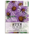 New England Aster Seeds for Planting, Purple Blooms, Aster novae-angliae