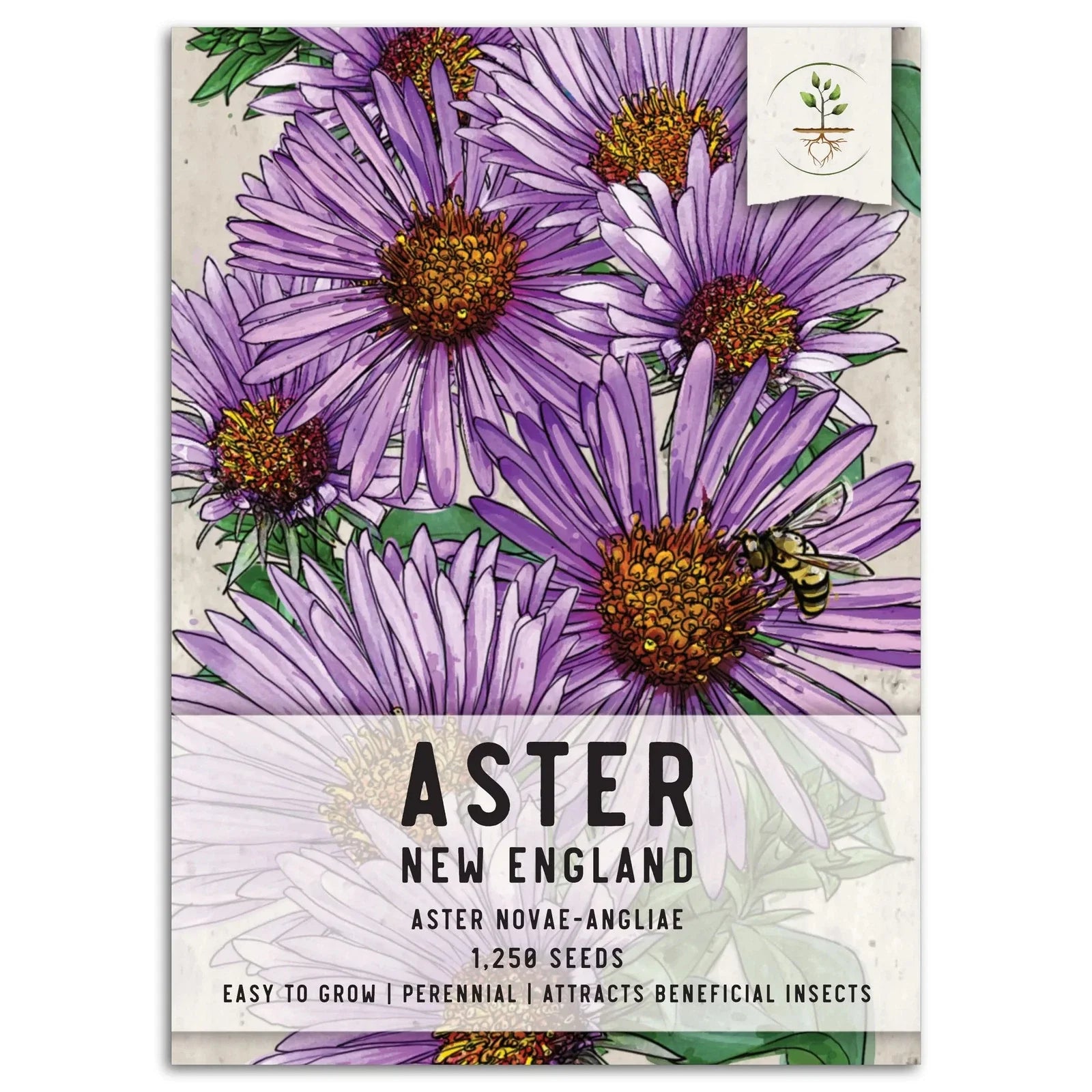 New England Aster Seeds for Planting, Purple Blooms, Aster novae-angliae