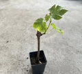 Grape Cutting Vine in Pot - Sweet Seedless Variety - Perfect for Planting - Vitis vinifera