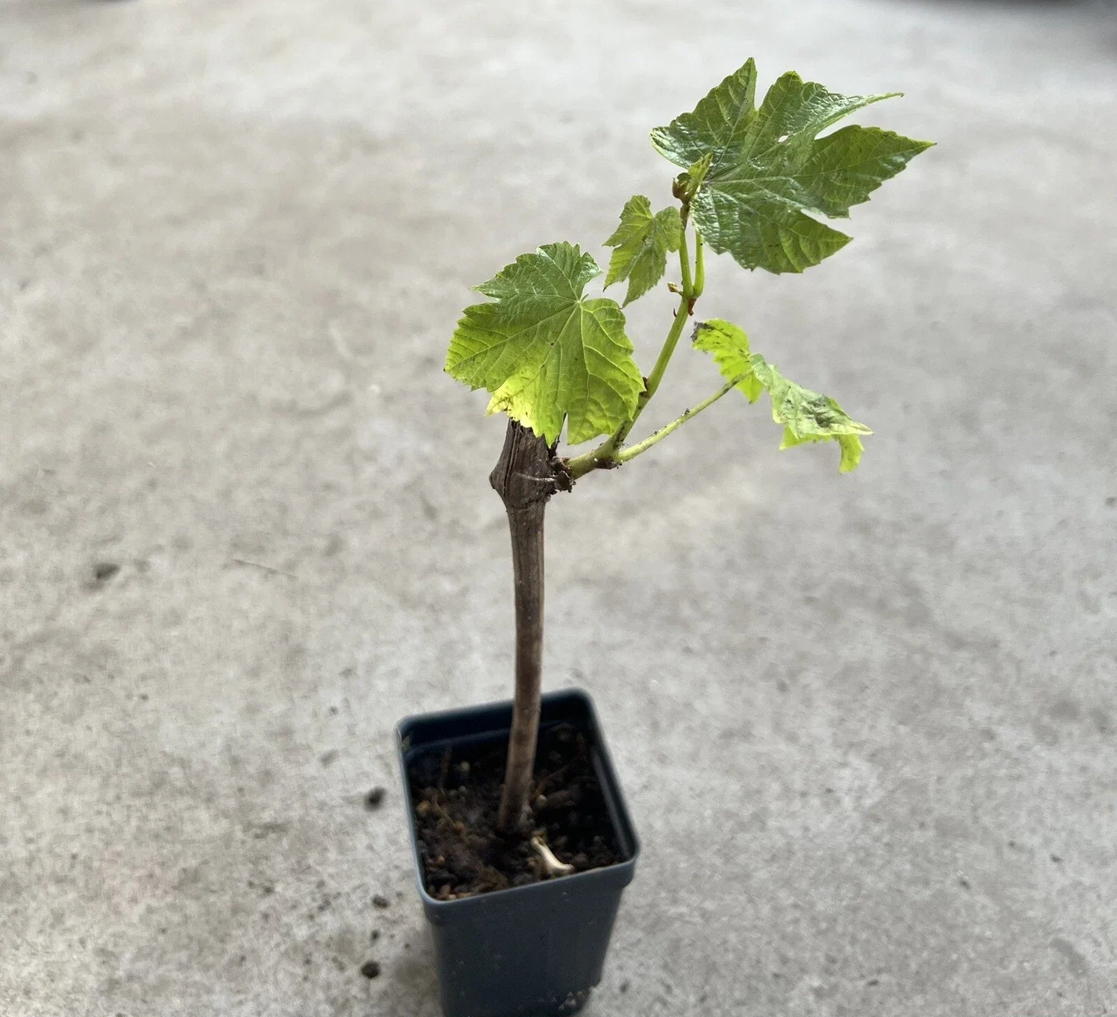 Grape Cutting Vine in Pot - Sweet Seedless Variety - Perfect for Planting - Vitis vinifera