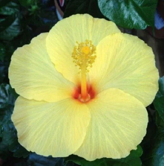 Light Yellow Hibiscus Seeds - 20 Perennial Flower Seeds - Hibiscus rosa-sinensis - Fast Shipping from US Seller