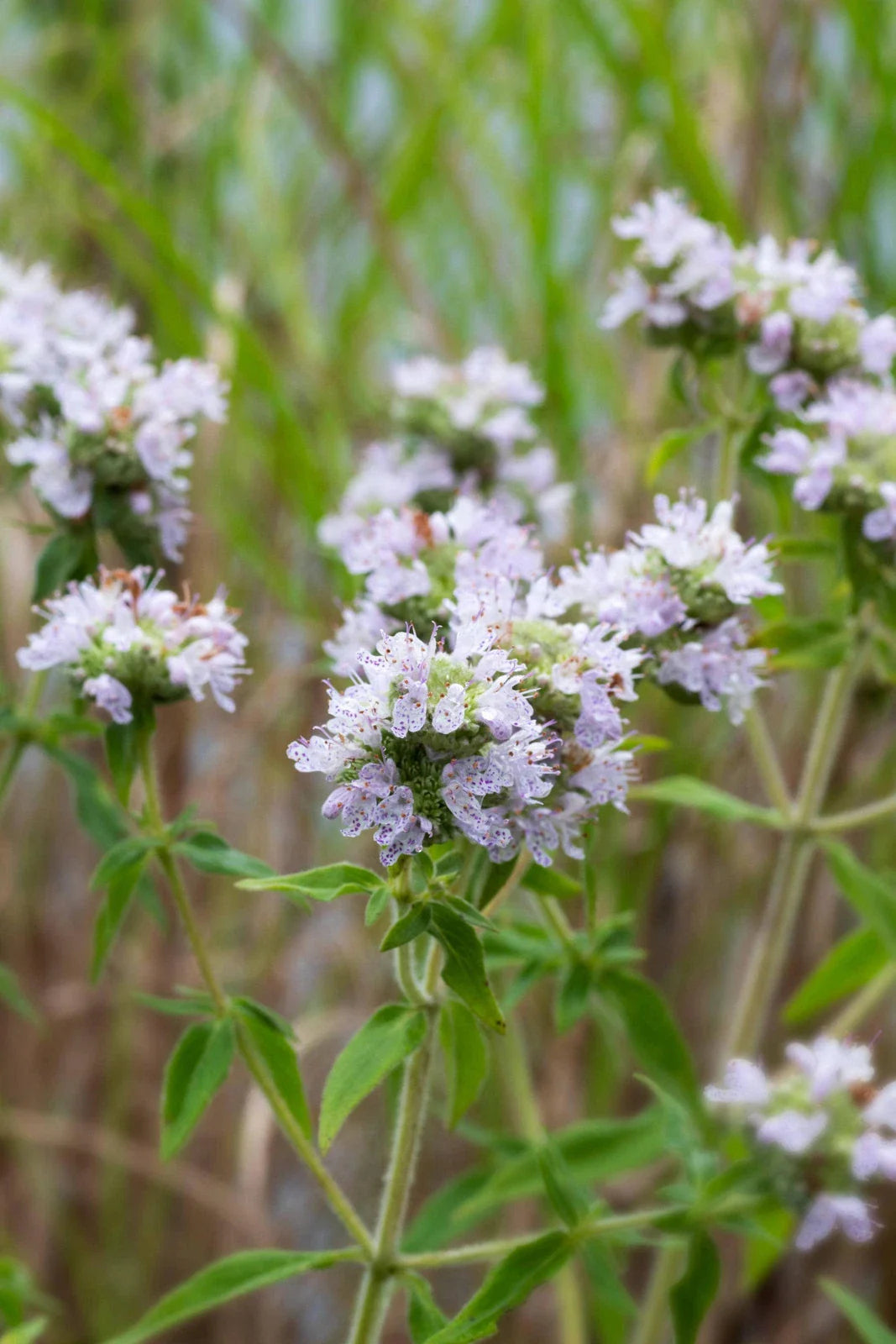 Mountain Mint Seeds - Non-GMO Herbal Variety - Pycnanthemum pilosum - Tracking Included