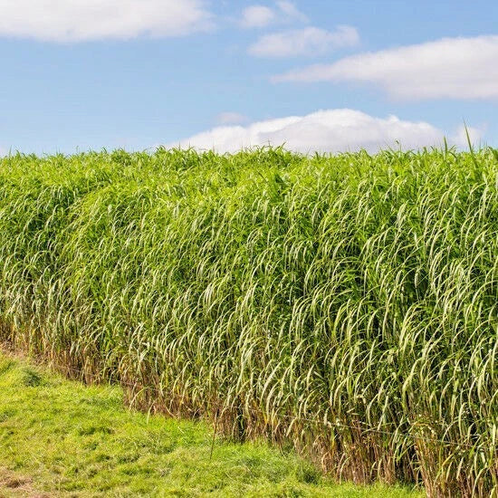 Switchgrass Seeds - 1000+ Count - Native Ornamental Perennial - Panicum virgatum - Fast Growing Prairie Grass