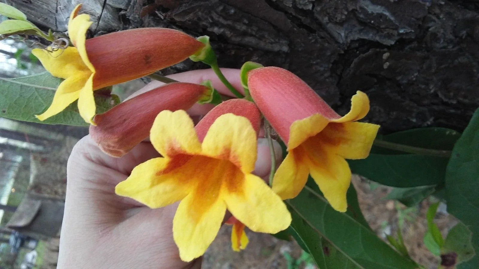 Cross Vine Plants 4-Pack, Tangerine Beauty, Yellow Red Orange Trumpet Flowers, Bignonia Capreolata, Hummingbird Attractant