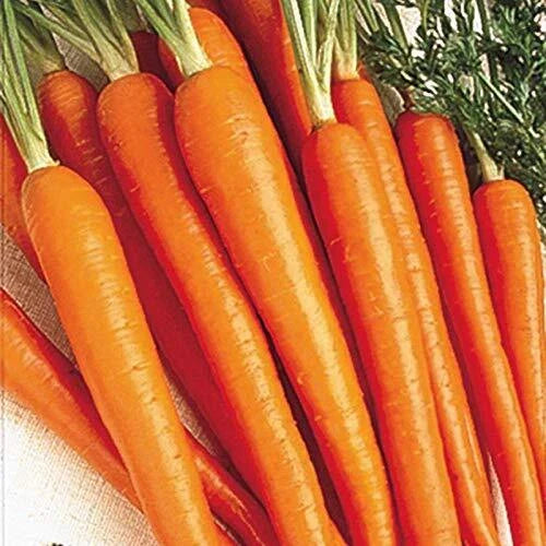 Carrot Seeds Tendersweet | 50 Seed Packet | Heirloom Vegetable Seeds for Home Gardening